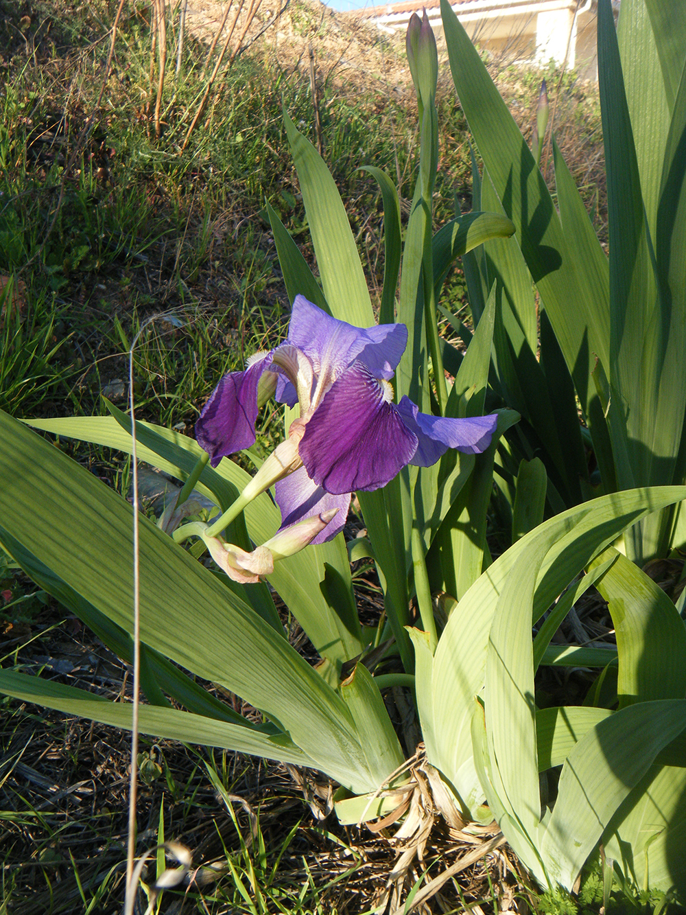 Iris Germanica(Lirio)